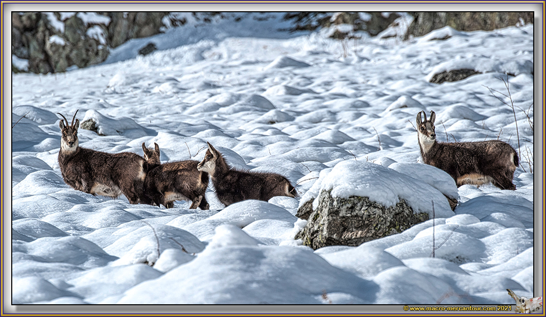 Chamois